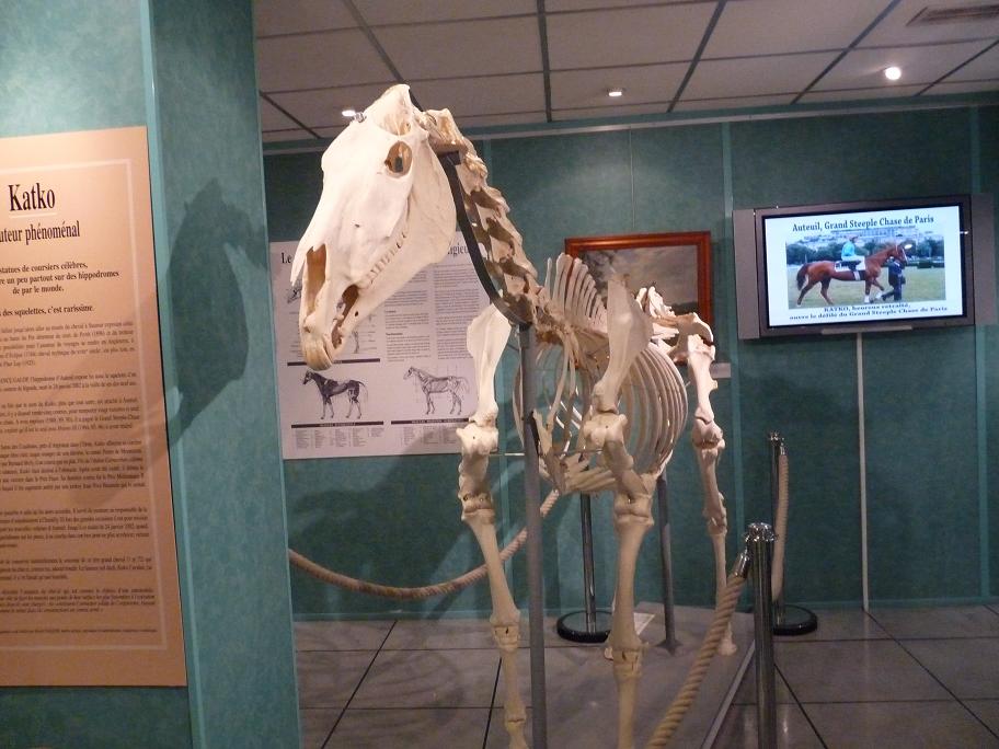 Exposition «Jockeys de légende» au musée de l'hippodrome d'Auteuil Squelette